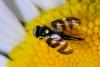 Urophora quadrifasciata